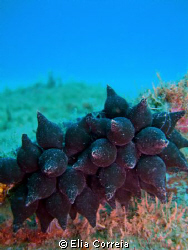 Cuttlefish Eggs! by Elia Correia 